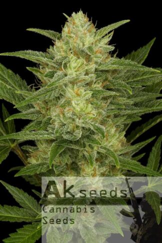 Crystal Kush Automatic Feminizowane 1+1