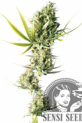 Durban Feminizowane