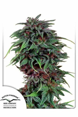 Durban Poison Regularne