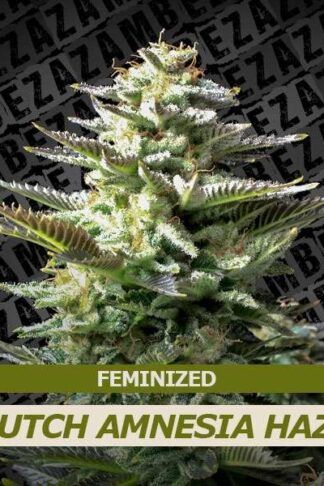 Dutch Amnesia Haze Feminizowane