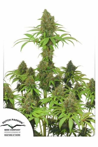 Dutch Haze Feminizowane