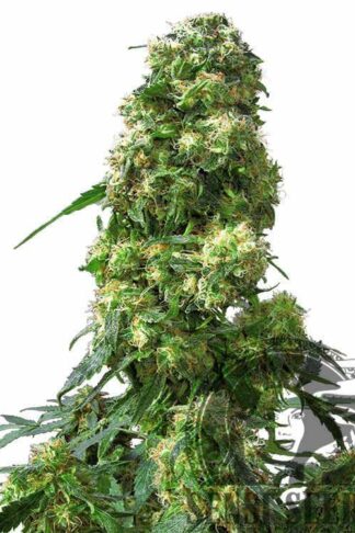 Early Skunk Feminizowane