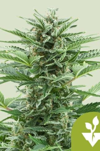 Easy Bud Automatic Feminizowane