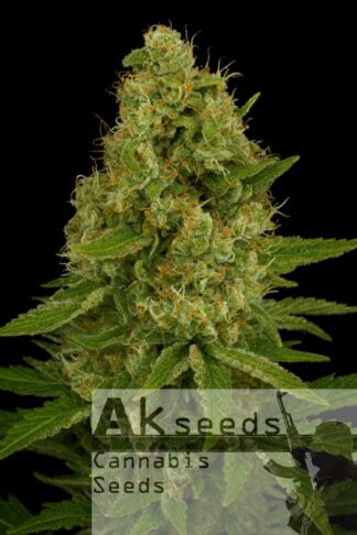 Easy Plant XXL Automatic Feminizowane