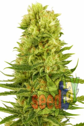 Easy Sativa XXL Feminizowane