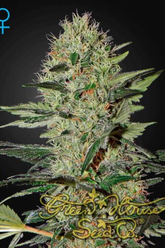 Exodus Cheese Automatic Feminizowane
