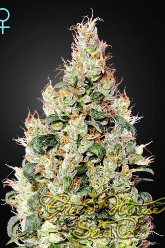 Exodus Cheese CBD Automatic Feminizowane