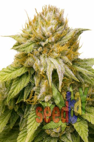 Fast Amnesia XL Feminizowane