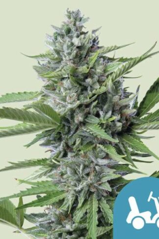 Fast Eddy CBD Automatic Feminizowane