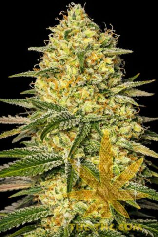 Fast Gelato LSD Feminizowane