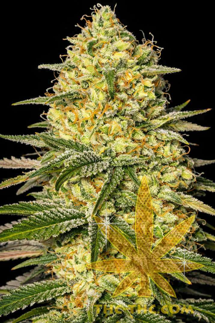 Fast Gelato LSD Feminizowane