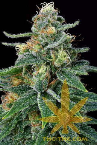 Fast Haze Feminizowane