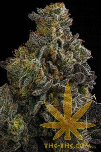 Fast Haze Automatic Feminizowane