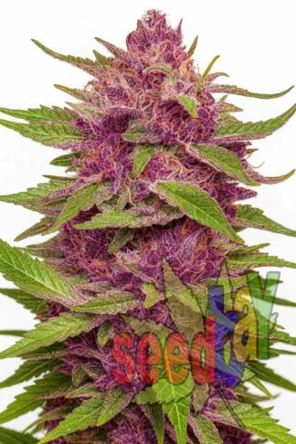 Fast Purple Haze Feminizowane