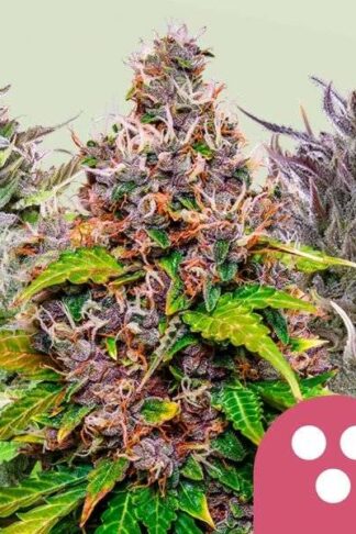 Feminized Mix 5szt – Royal Queen Seeds
