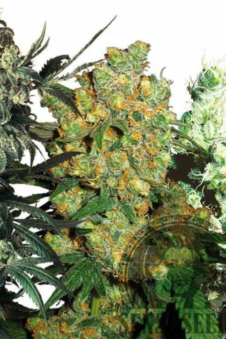 Feminized Mix – Sensi Seeds