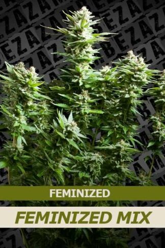 Feminized Mix 10szt – Zambeza Seeds