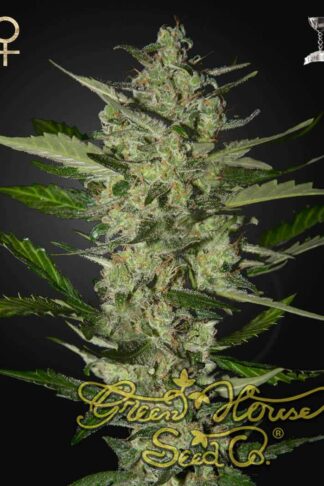 Flowerbomb Kush Feminizowane