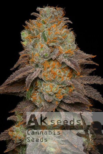Frost Gorilla XXL Automatic Feminizowane