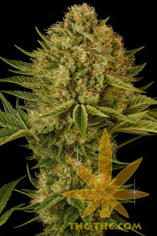 Gelato LSD Feminizowane