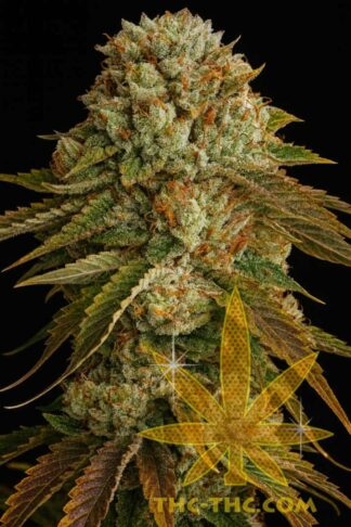 Gelato LSD Automatic Feminizowane 1+1