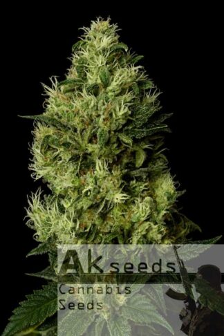 Grand Cookies Feminizowane