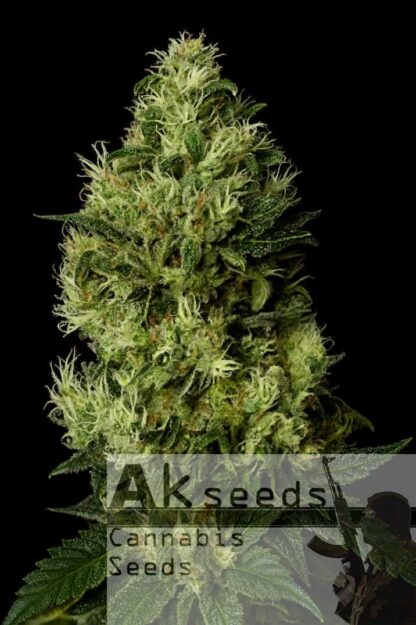 Grand Cookies Feminizowane