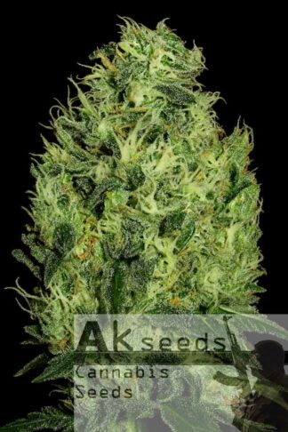 Grand Cookies Automatic Feminizowane 1+1