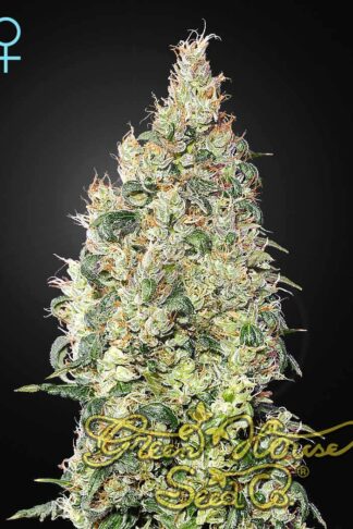 Great White Shark CBD Feminizowane
