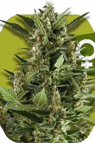 Green AK XL Feminizowane