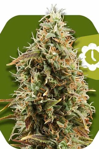 Green AK XL Automatic Feminizowane