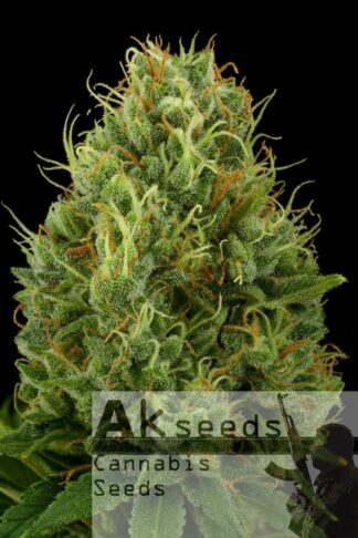 Green Bud Feminizowane