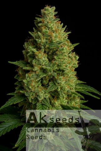 Green Bud Automatic Feminizowane