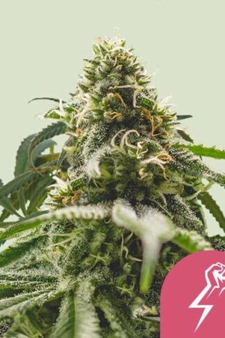 Green Crack Punch Feminizowane