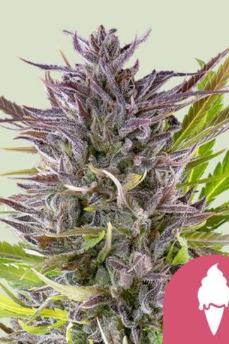 Green Gelato Feminizowane