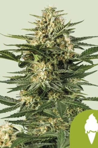 Green Gelato Automatic Feminizowane