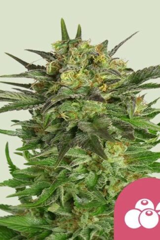Haze Berry Feminizowane