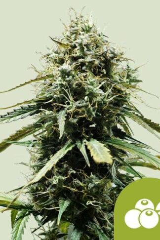 Haze Berry Automatic Feminizowane