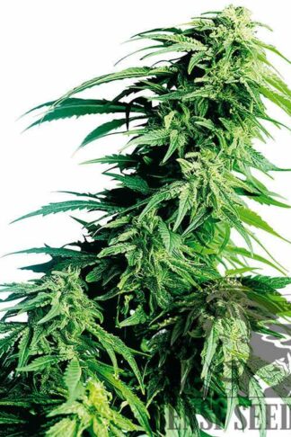 Hindu Kush Feminizowane