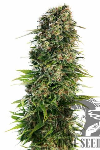 Hindu Kush Automatic Feminizowane