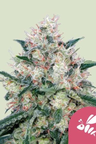 Honey Cream Feminizowane