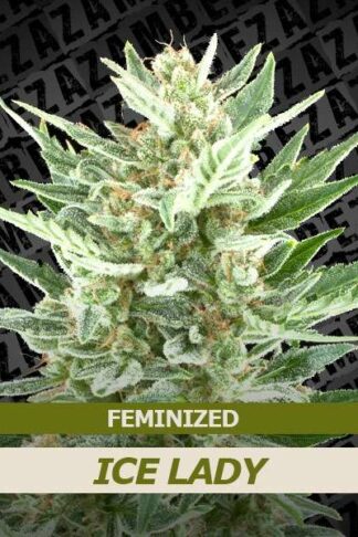 Ice Lady Feminizowane