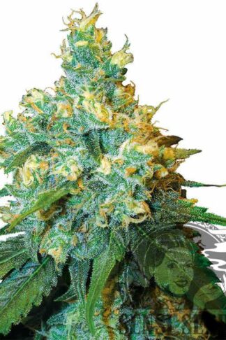 Jack Herer Feminizowane