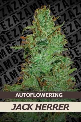 Jack Herer Automatic Feminizowane