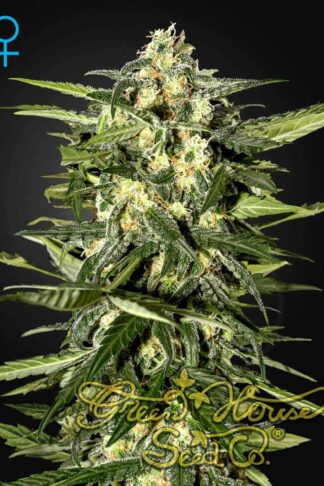Jack Herer Automatic Feminizowane