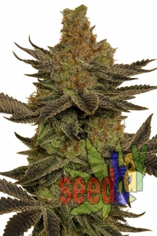 Jack Herer XL Feminizowane 1+1