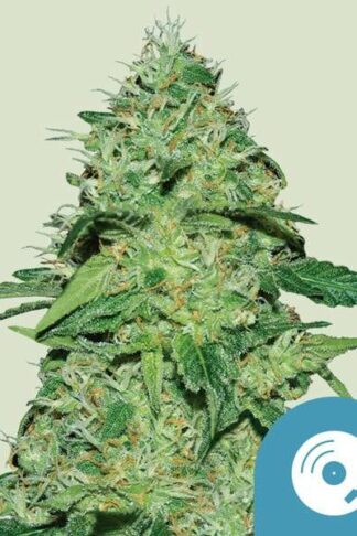 Joanne’s CBD Feminizowane