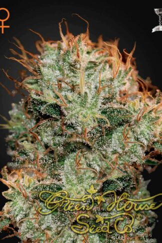 Kaia Kush Feminizowane