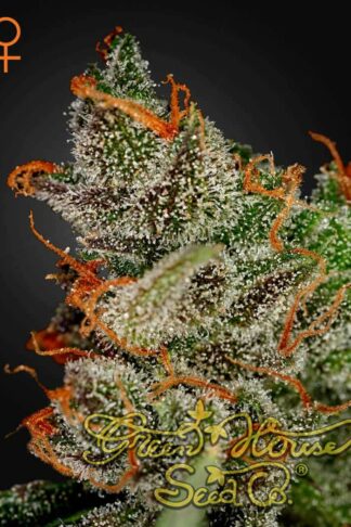 King’s Kush Feminizowane