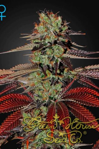 King’s Kush Automatic Feminizowane